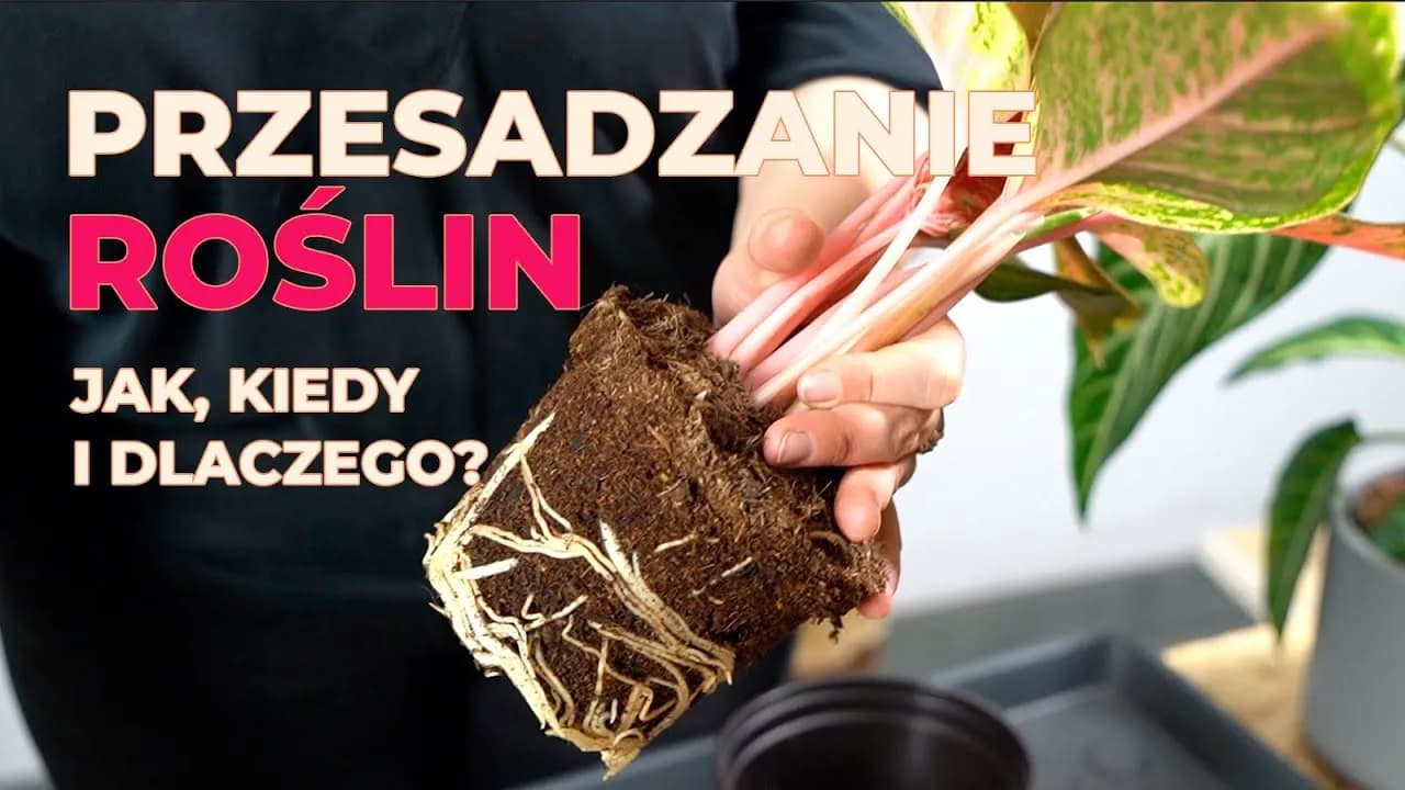 Czy przesadzać kwiaty po zakupie? Oto, co musisz wiedzieć, by uniknąć problemów Czy przesadzać kwiaty po zakupie? Oto, co musisz wiedzieć, by uniknąć problemów