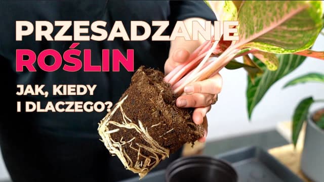 Czy przesadzać kwiaty po zakupie? Oto, co musisz wiedzieć, by uniknąć problemów Czy przesadzać kwiaty po zakupie? Oto, co musisz wiedzieć, by uniknąć problemów