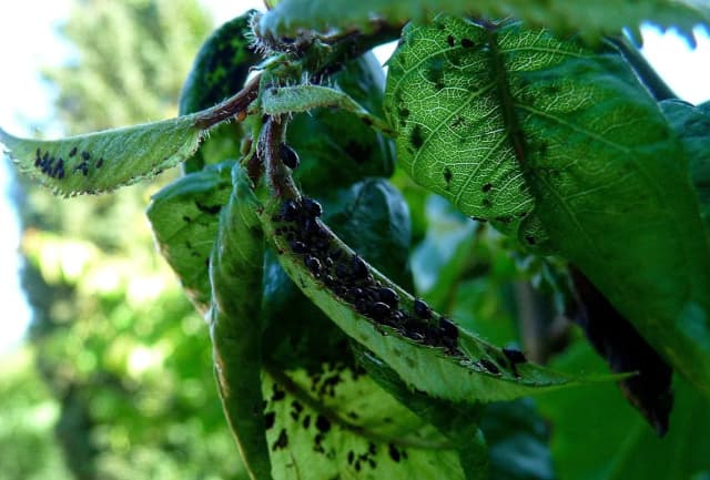 Skuteczne sposoby na mszyce na kwiatach, które naprawdę działają Skuteczne sposoby na mszyce na kwiatach, które naprawdę działają