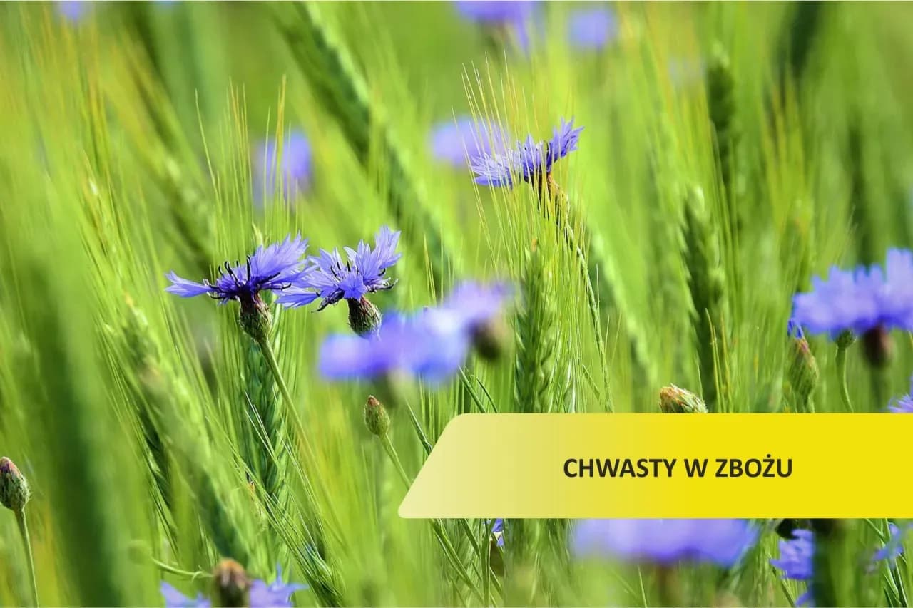 Purpurowy chwast zbożowy: jak go rozpoznać i uniknąć problemów w uprawach Purpurowy chwast zbożowy: jak go rozpoznać i uniknąć problemów w uprawach