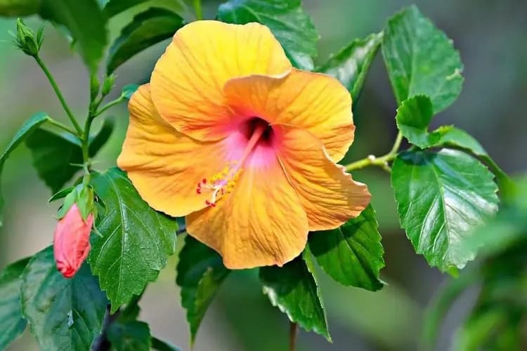 Jak długo kwitnie hibiskus? Odkryj tajemnice jego kwitnienia Jak długo kwitnie hibiskus? Odkryj tajemnice jego kwitnienia