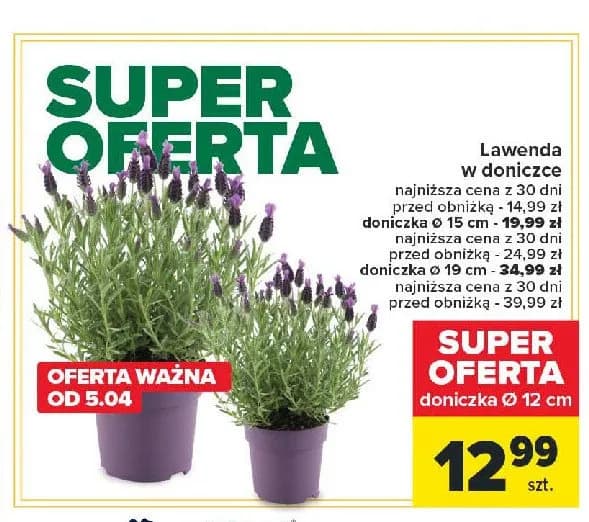 Gdzie kupić lawendę w doniczce? Najlepsze opcje i ceny online Gdzie kupić lawendę w doniczce? Najlepsze opcje i ceny online