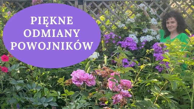 Kiedy kwitną clematisy? Odkryj sekrety ich pięknych kwiatów Kiedy kwitną clematisy? Odkryj sekrety ich pięknych kwiatów