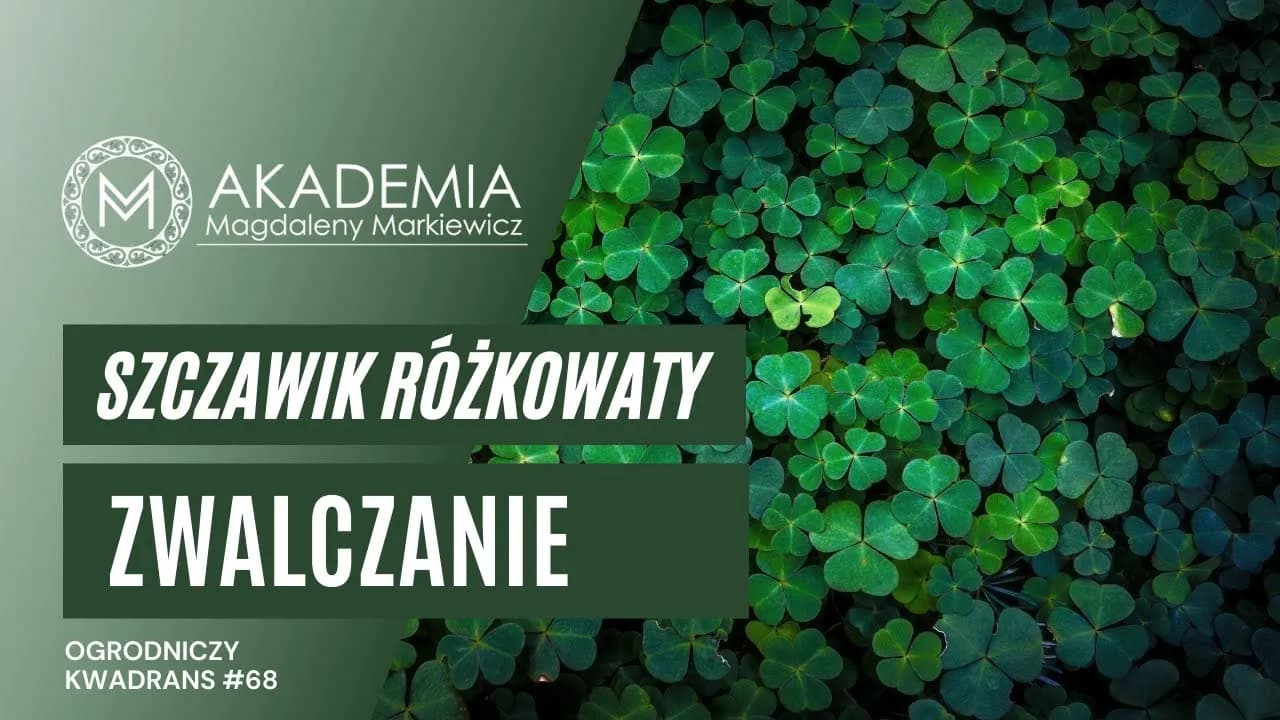 Koniczynka chwast: jak ją zwalczyć i wykorzystać w ogrodzie Koniczynka chwast: jak ją zwalczyć i wykorzystać w ogrodzie