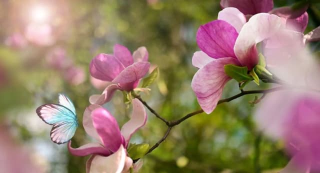 Jak długo kwitnie magnolia? Poznaj tajemnice jej kwitnienia Jak długo kwitnie magnolia? Poznaj tajemnice jej kwitnienia
