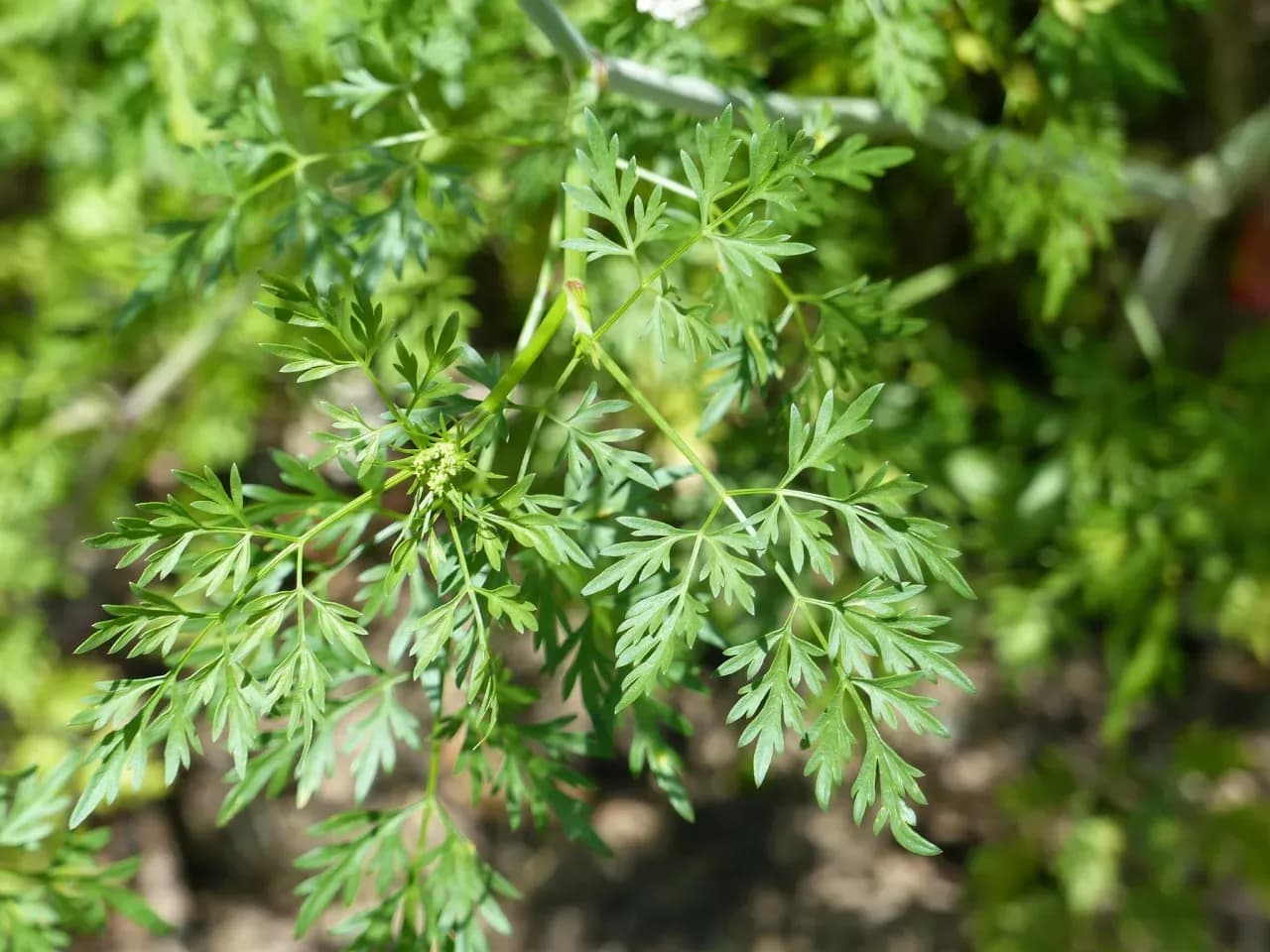 Kłujący chwast: jak go rozpoznać i skutecznie zwalczać w ogrodzie Kłujący chwast: jak go rozpoznać i skutecznie zwalczać w ogrodzie