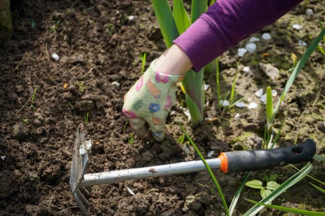 Skuteczne sposoby na chwast płożący: jak go zidentyfikować i usunąć Skuteczne sposoby na chwast płożący: jak go zidentyfikować i usunąć