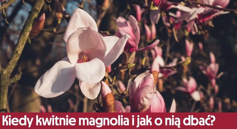Kiedy magnolia kwitnie po raz pierwszy? Odkryj kluczowe czynniki Kiedy magnolia kwitnie po raz pierwszy? Odkryj kluczowe czynniki