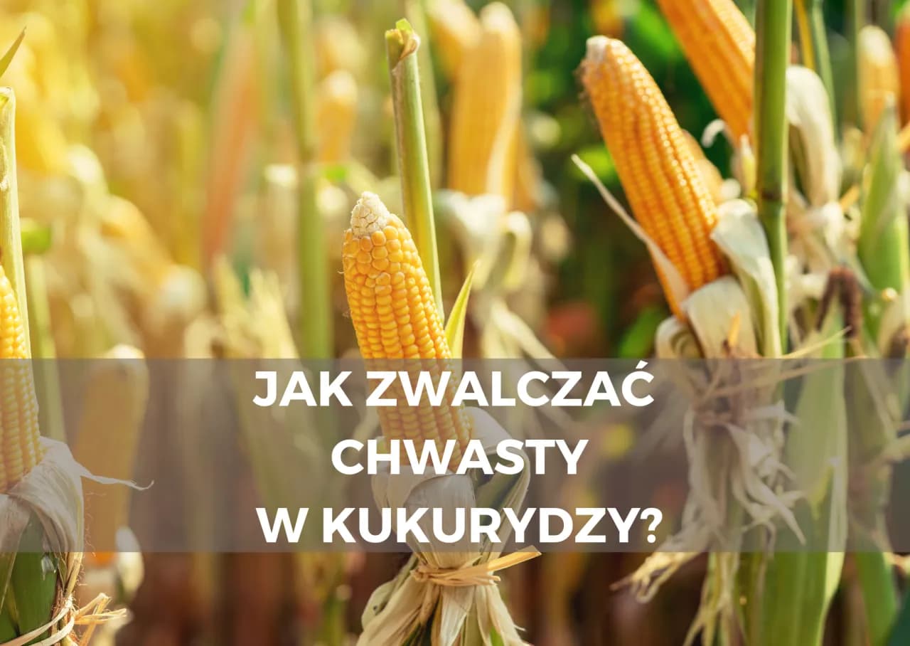 Jak skutecznie zwalczyć chwastnicę jednostronną w uprawach kukurydzy Jak skutecznie zwalczyć chwastnicę jednostronną w uprawach kukurydzy
