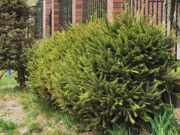 Jaki świerk na żywopłot? Oto najlepsze gatunki do Twojego ogrodu Jaki świerk na żywopłot? Oto najlepsze gatunki do Twojego ogrodu