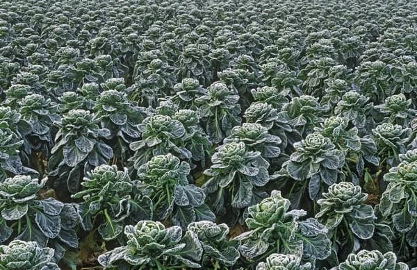 Jak kwitnie brukselka i co wpływa na jej prawidłowy wzrost Jak kwitnie brukselka i co wpływa na jej prawidłowy wzrost