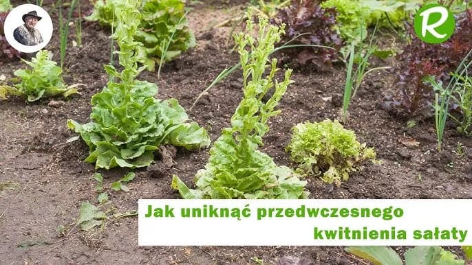 Jak kwitnie sałata i jak uniknąć jej gorzkiego smaku Jak kwitnie sałata i jak uniknąć jej gorzkiego smaku