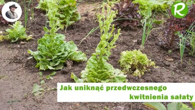 Jak kwitnie sałata i jak uniknąć jej gorzkiego smaku Jak kwitnie sałata i jak uniknąć jej gorzkiego smaku