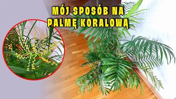 Jak kwitnie palma: sekrety kwitnienia i pielęgnacji różnych gatunków Jak kwitnie palma: sekrety kwitnienia i pielęgnacji różnych gatunków