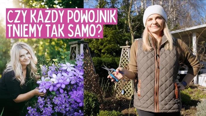 Jak długo kwitnie powojnik? Odkryj sekrety długiego kwitnienia Jak długo kwitnie powojnik? Odkryj sekrety długiego kwitnienia