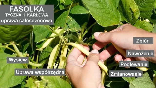 Jak kwitnie fasola i jak zapewnić jej obfite kwitnienie? Jak kwitnie fasola i jak zapewnić jej obfite kwitnienie?