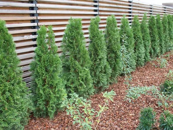 Tuje posadzone co 70 cm – idealny sposób na gęsty żywopłot Tuje posadzone co 70 cm – idealny sposób na gęsty żywopłot