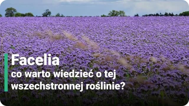 Facelia kiedy kwitnie – poznaj tajemnice jej długiego kwitnienia Facelia kiedy kwitnie – poznaj tajemnice jej długiego kwitnienia