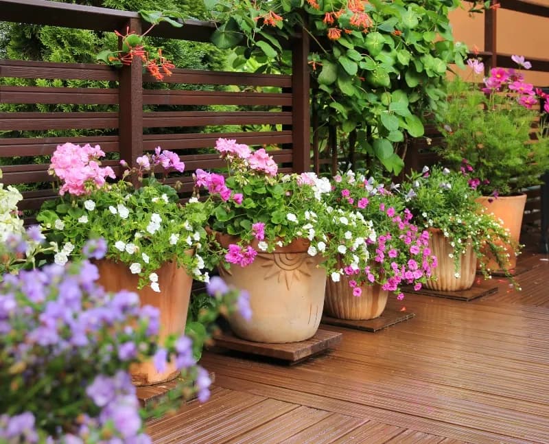 Kiedy sadzić kwiaty na balkon, aby uniknąć przymrozków i cieszyć się pięknem? Kiedy sadzić kwiaty na balkon, aby uniknąć przymrozków i cieszyć się pięknem?